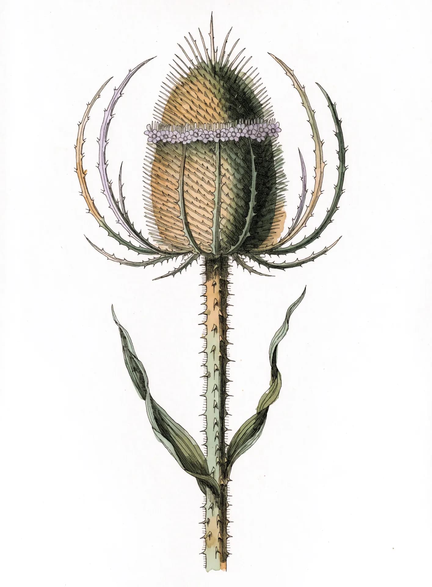 Botanical plate of a common teasel: an upright spiny seed head ringed with small lilac flowers, cupped by long curving bracts, on a prickly stem with two narrow leaves.